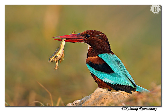 White-throated Kingfisher (Halcyon smyrnensis) _DD38779