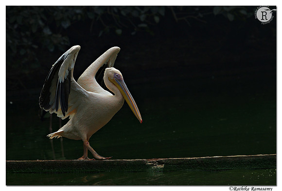 Pelican walk_D4R6220