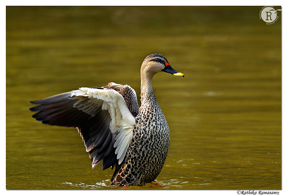 Spot-billed duck (Anas poecilorhyncha)_D4S3435