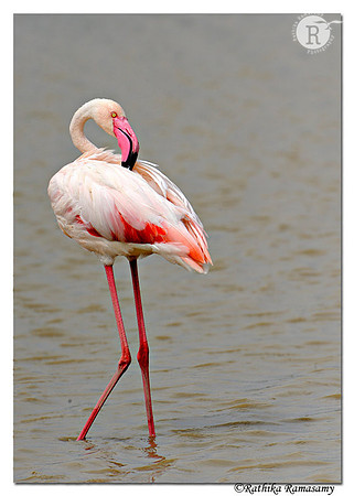 Greater Flamingo (Phoenicopterus roseus)_DD33679
