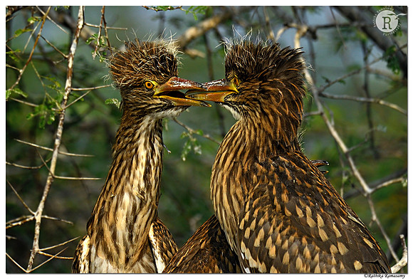 Juv-Night heron (Nycticorax nycticorax)_BID5346