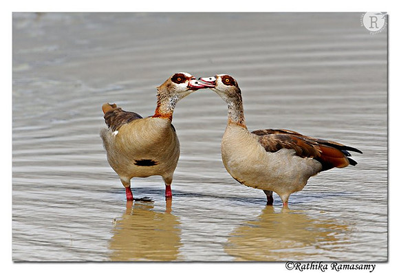 Egyptian Goose (Alopochen aegyptiacus)_DD33640