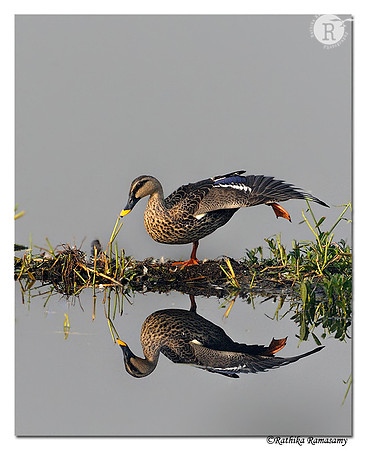 Spot billed Duck(Anas poecilorhyncha)_DD36894