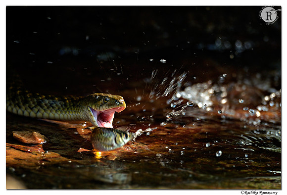 Snake_Fishing_D4R2324