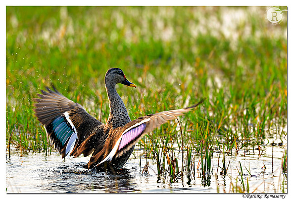 Spot-billed duck (Anas poecilorhyncha)_D4S1395