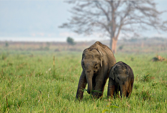 Baby Elephants_D4S3226